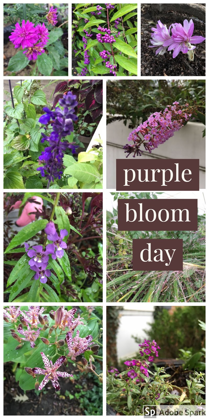 WashingtonGardener Bloom Day Purple October