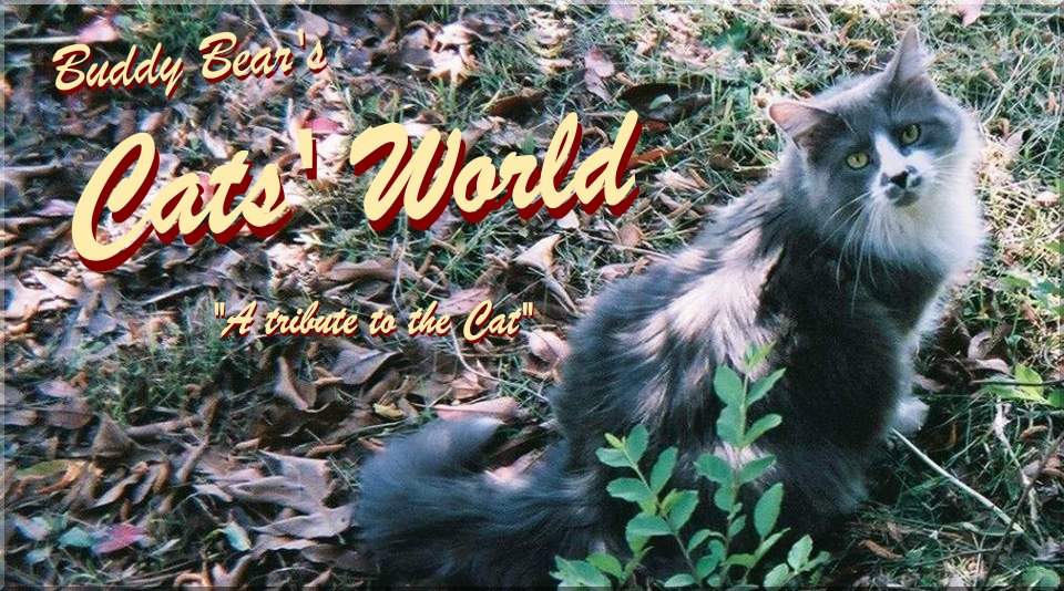 Buddy Bear's Cats' World