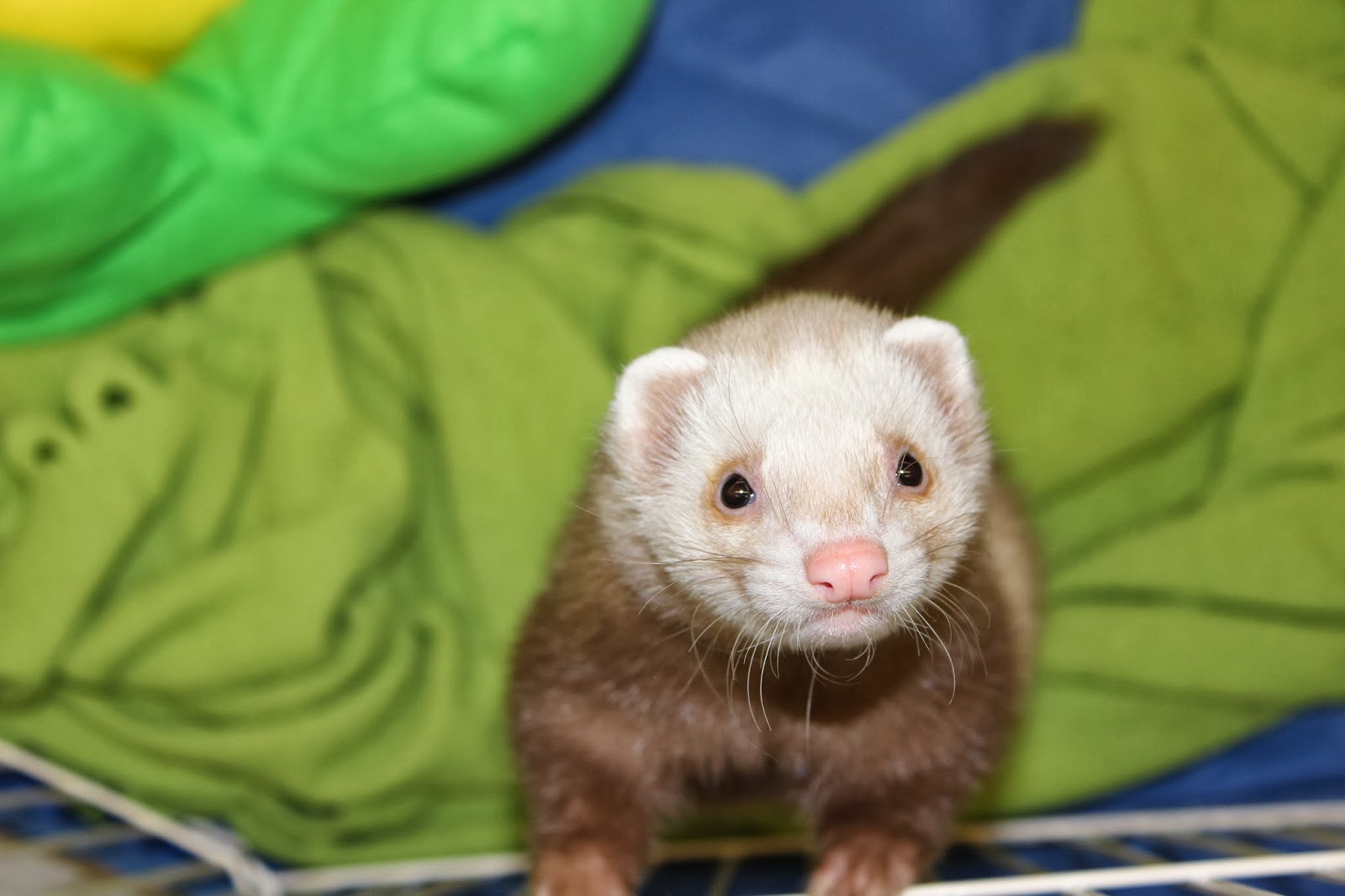 frettinäyttely+ferret+show