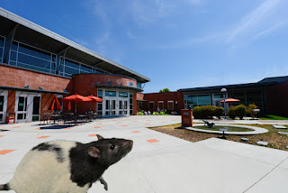 rat in front of hssv building