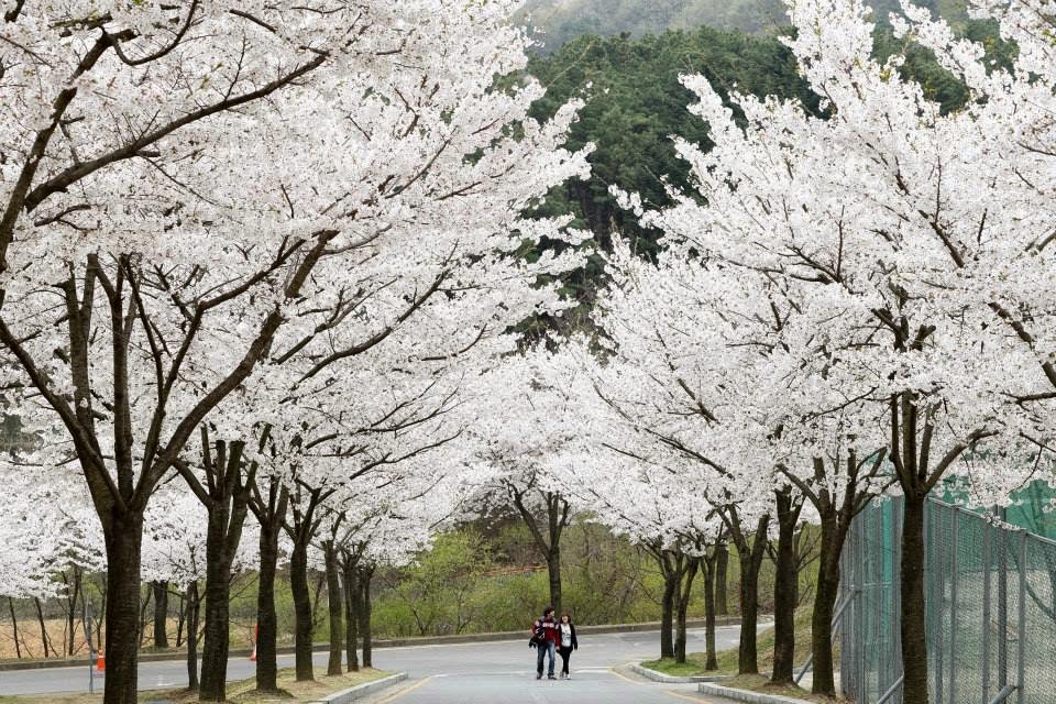 Mùa hoa anh đào tại Đại học Myongji