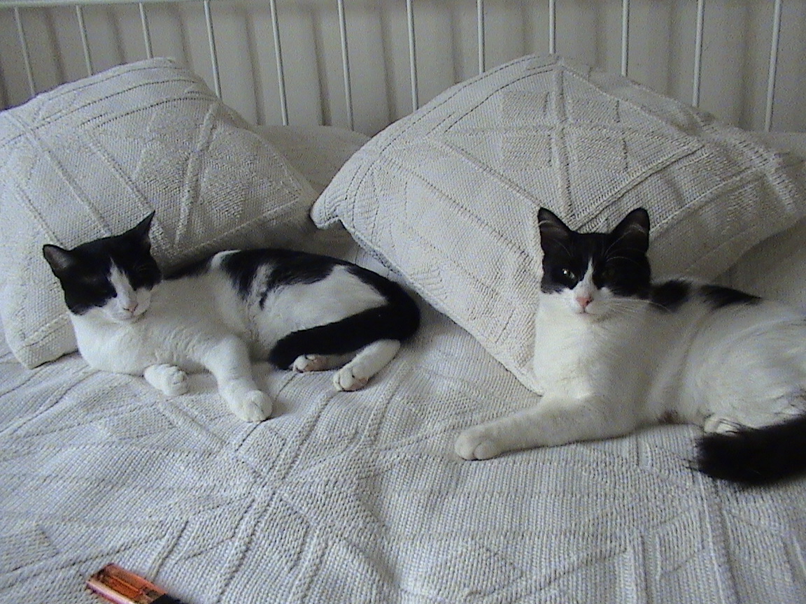 KEDİ GÜNLÜĞÜ Kedilerim