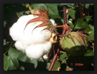 Contoh Serat dan Manfaatnya - Prakarya