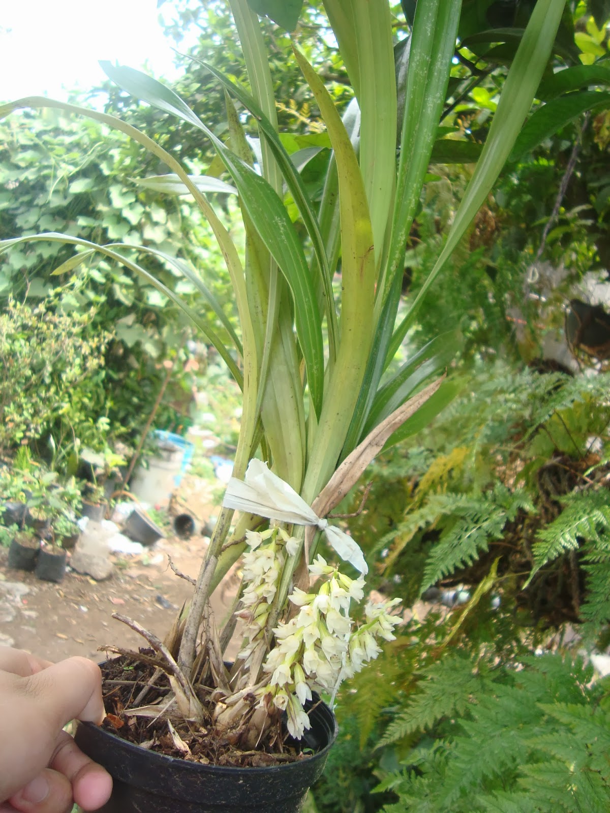 Orquídeas HElid: Coelia Triptera