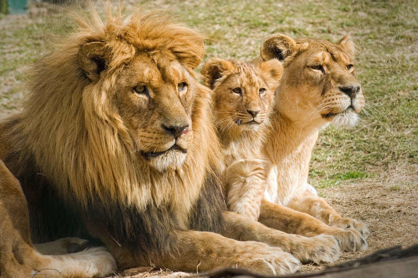 Animales Mamiferos El Leon