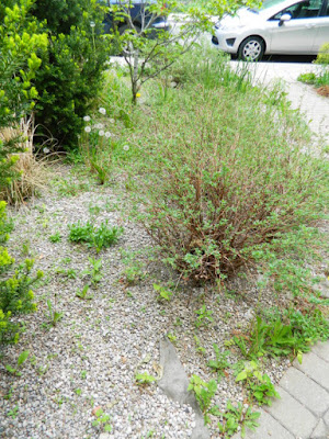 Leslieville summer garden cleanup before by Toronto Paul Jung Gardening Services