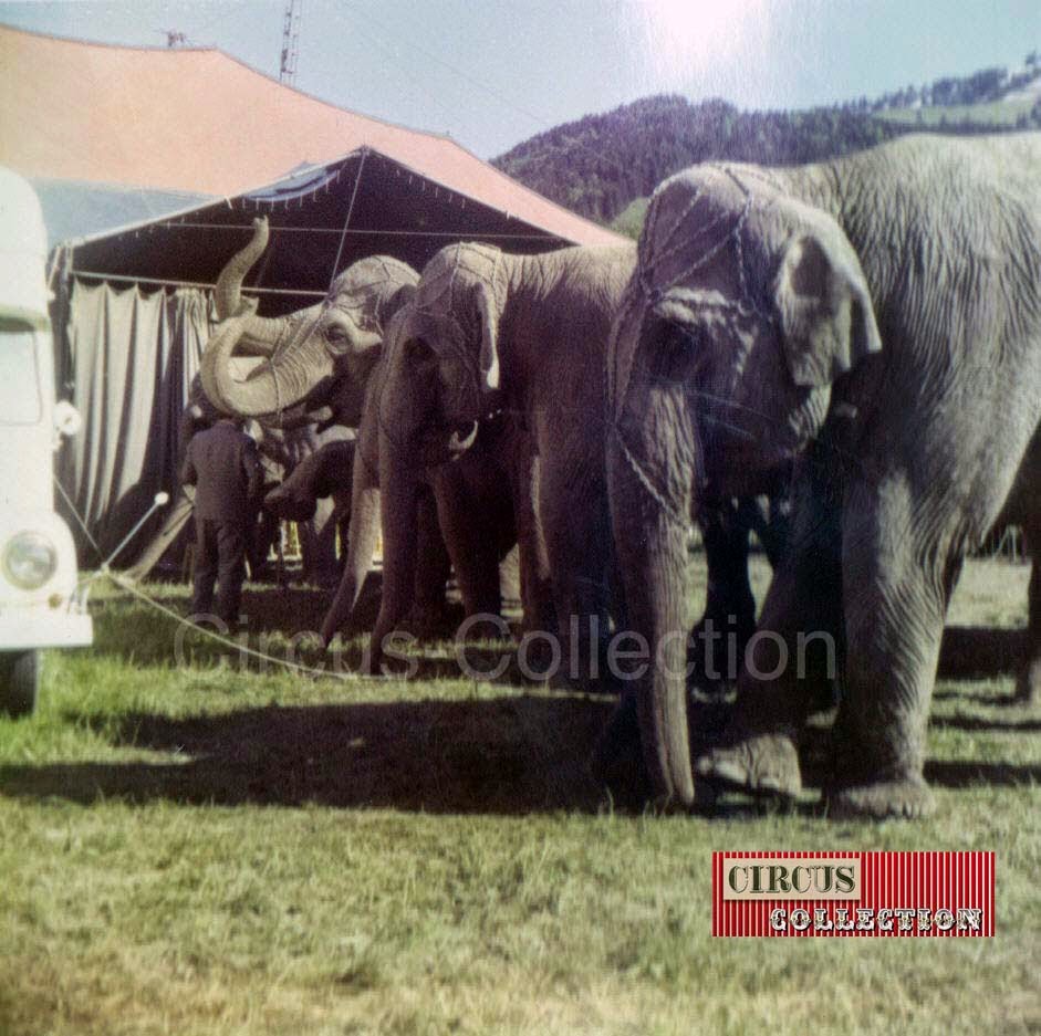 les éléphants du Le Cirque Franz Althoff  attendent pour entrer en piste 