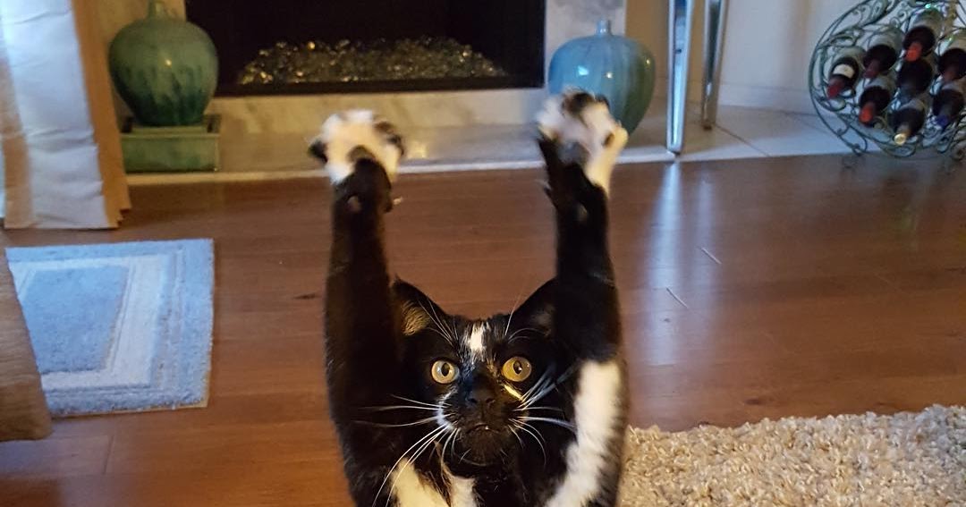 to Jerry Ricky's Blog Pet cat loves standing up and hold his