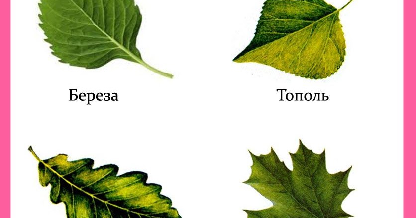 сердцевидная форма листа. лист дуба. липа мелколистная жилкование. мустай карим березовый листок. листочек сравнение.