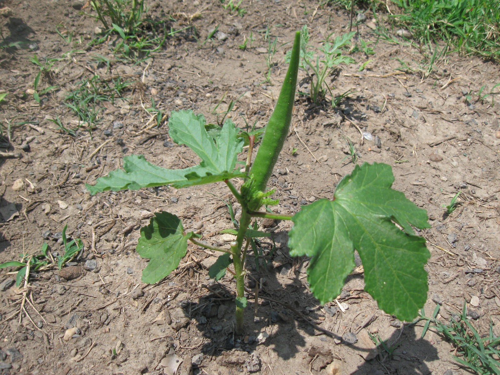 Kentucky Fried Garden Stewart�s Zeebest and Philippine