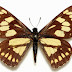 La mariposa primigenia habita en Morelos