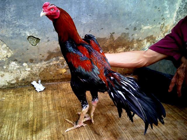 Doa Memotong Ayam Sesuai Syariat  Doa Memotong Ayam Sesuai Syariat