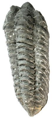 ordovician trilobites