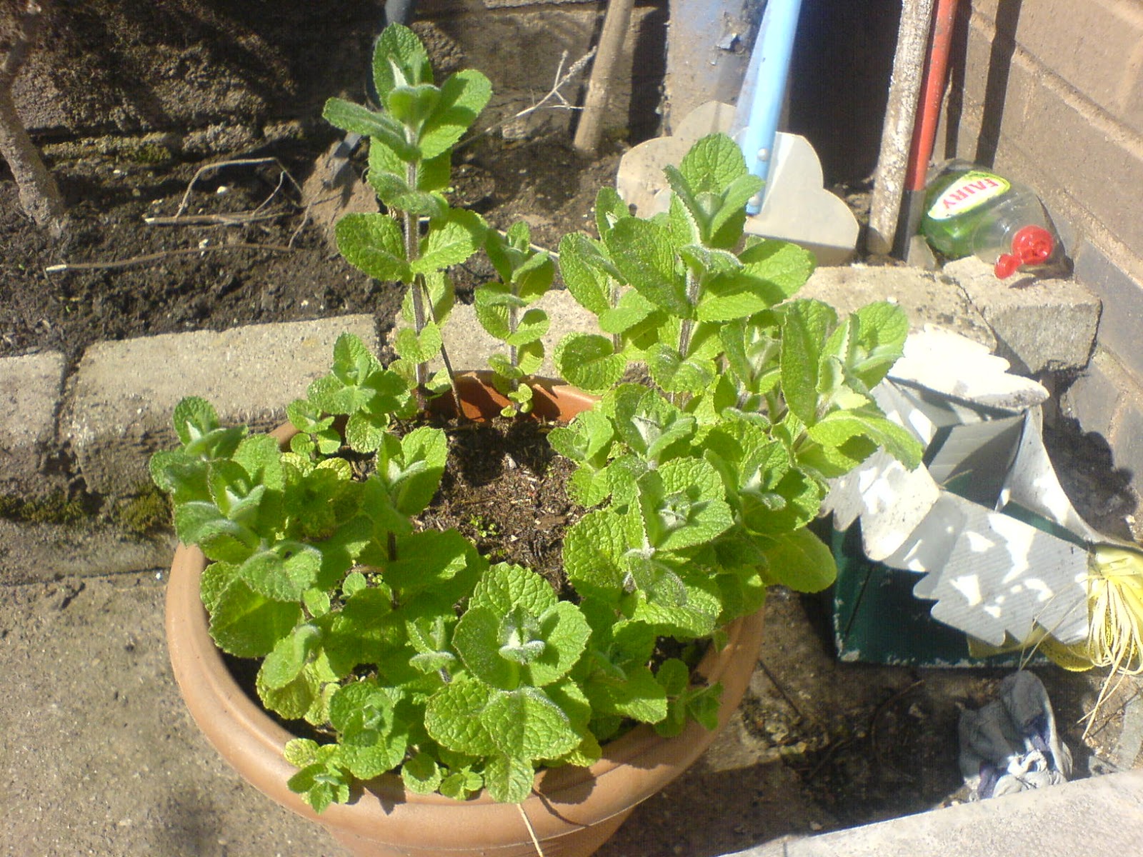 The Tale of the Missing Vampire Mint Plant. The Garden Adventures