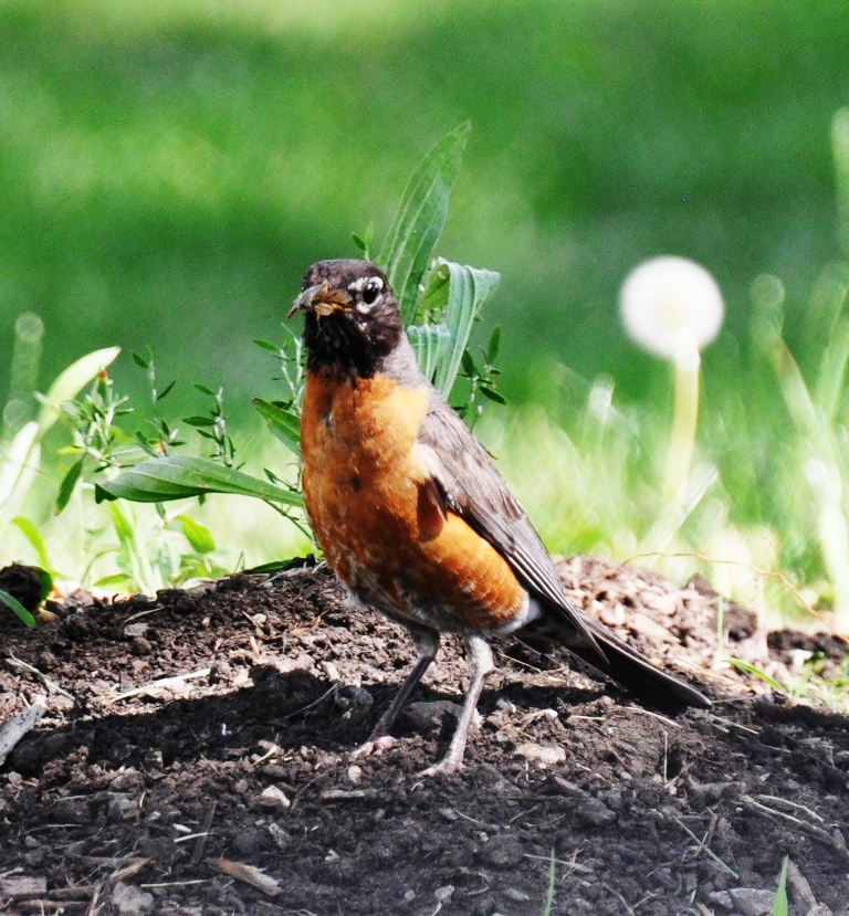 Dave's Photos and such: BIRDS OF A FEATHER