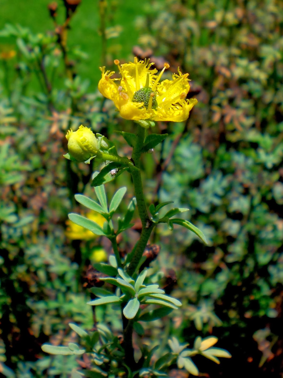 Ruta graveolens o ruda | Flores colombia
