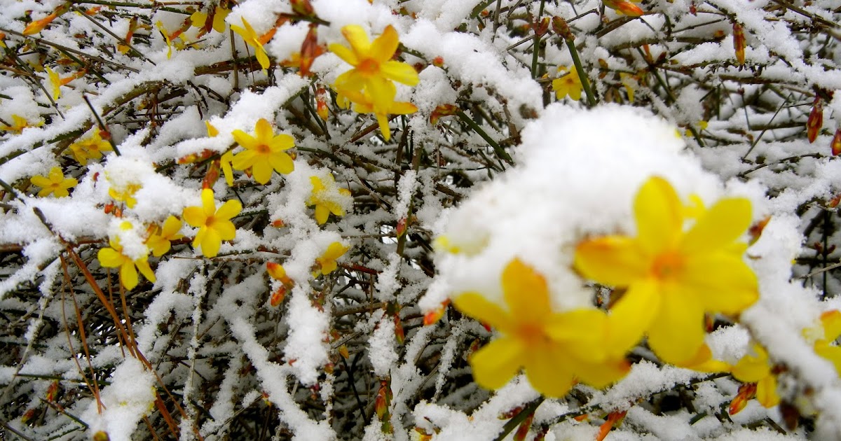 HOW TO GROW WINTER JASMINE The Garden of Eaden