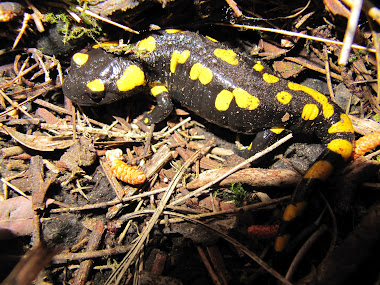 Salamandra