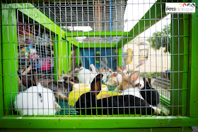 Animal Cruelty In Jogja