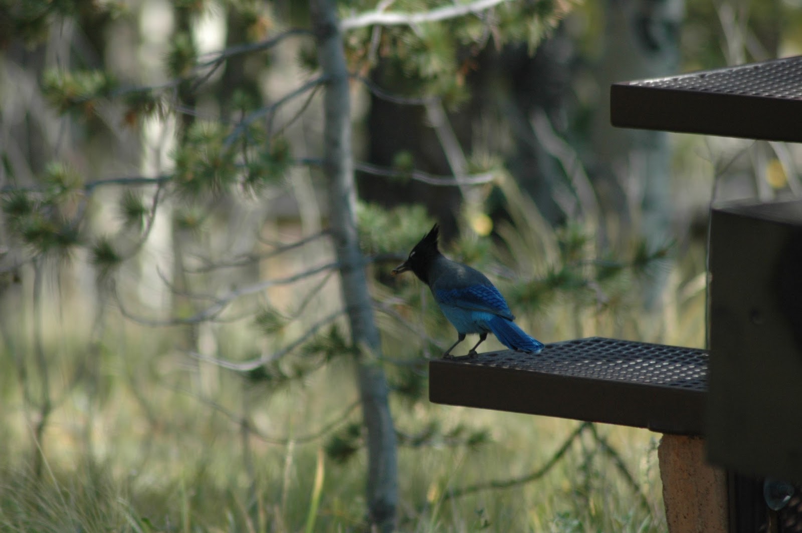 Explore Colorado: Bird Watching ~ Mueller State Park ~ Fall Color ...