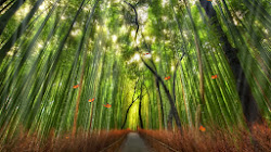forest bamboo screensaver animated desktop windows screen nature popular wallpapers butterflies vista wonderful computer tranquility amazing resolution