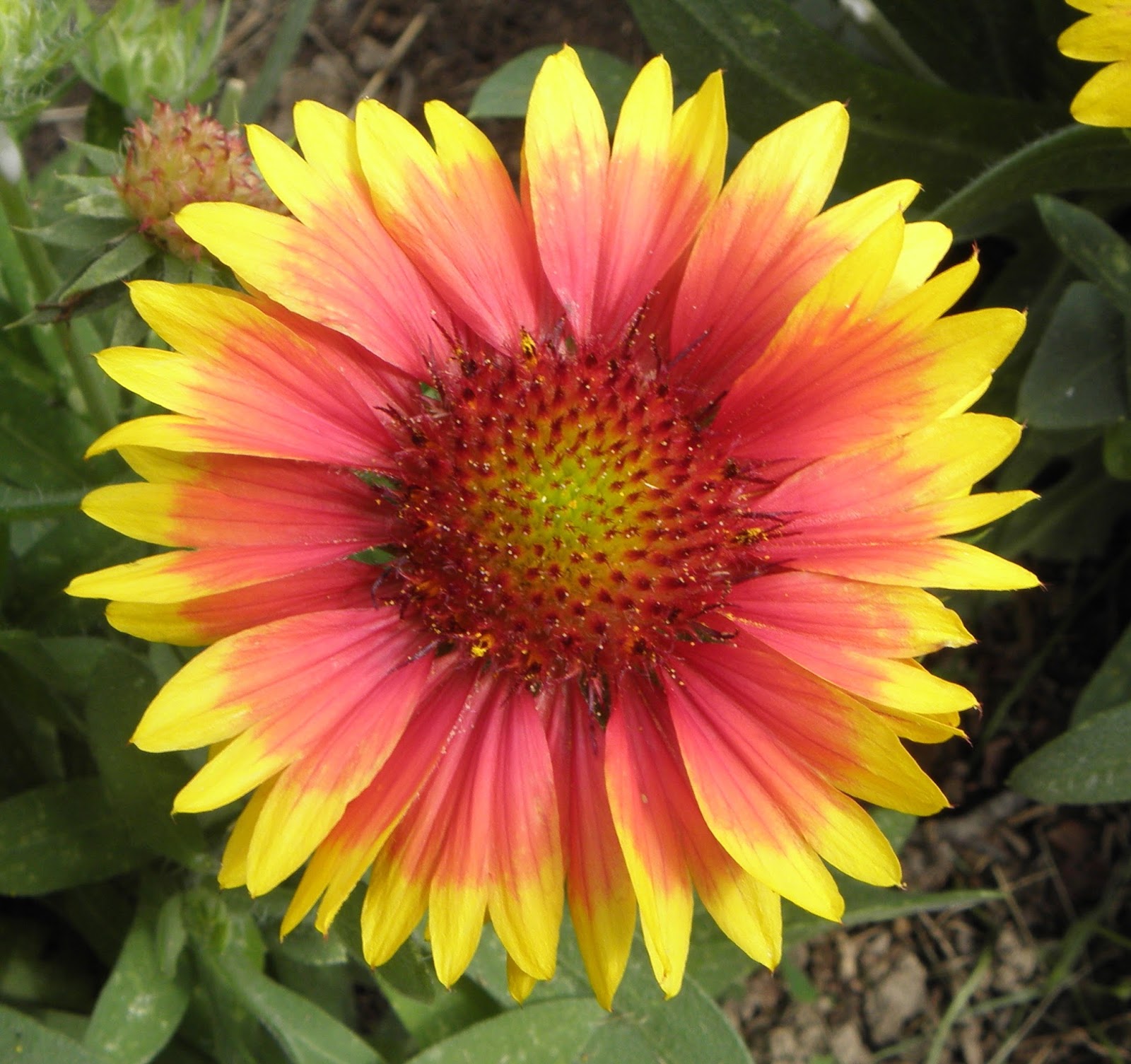 Hermit Musings Blanket Flowers