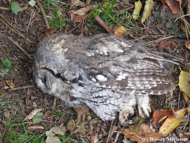 In Forest and Field The Second Life of a Dead Owl