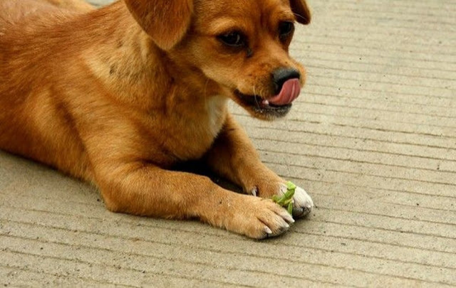 Gambar Effort Lab Gurauan Monyet Anjing Tapi Tengok Gambar Kedua Tau di