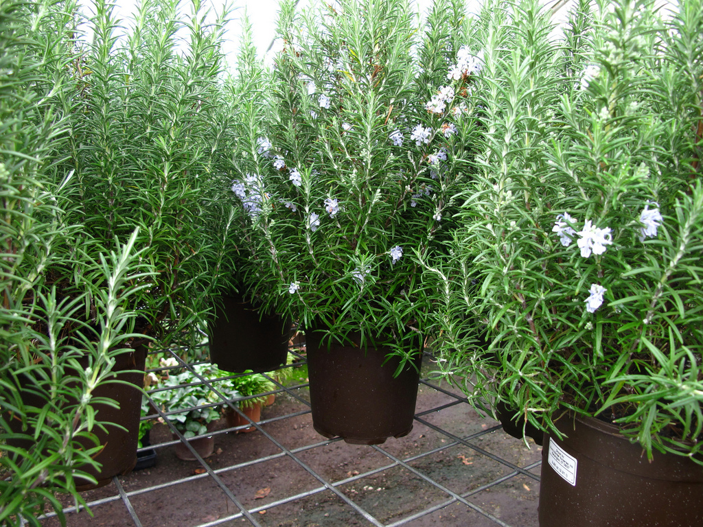 Semblance of Spanish America HERBAL MEDICINE IN THE SPANISH SPEAKING