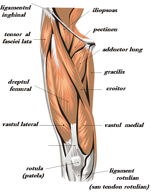 mușchii articulației genunchiului