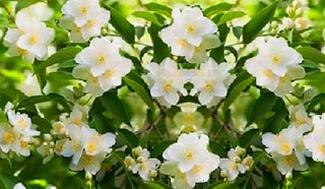 How To Grow Spanish Jasmine Plant Chameli Plant Care