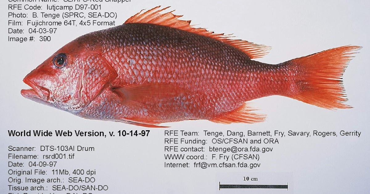Kenali Cara cara memancing ikan Merah Port Gambar Kenali Cara cara memancing ikan Merah Port Gambar