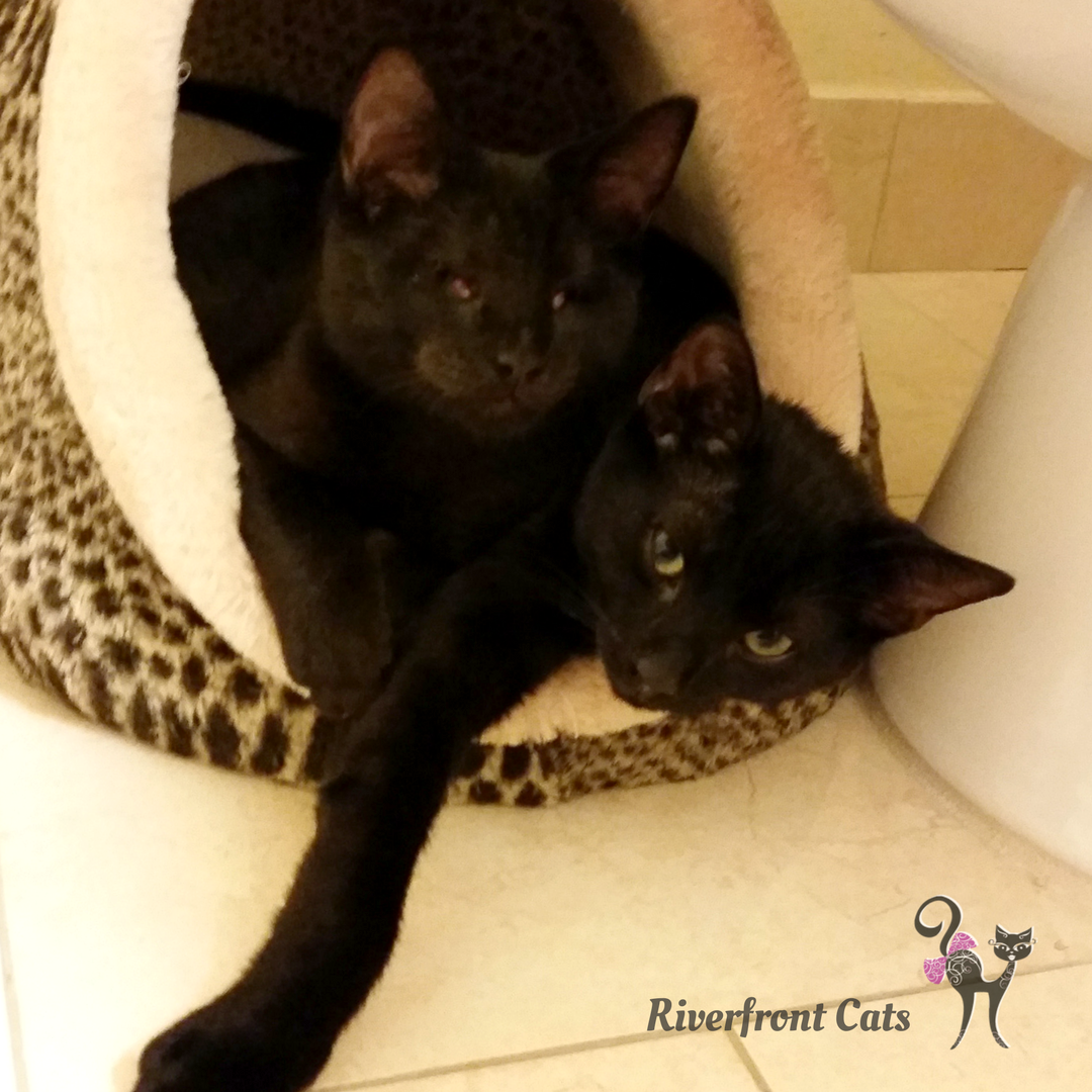 Riverfront Cats, Downtown Miami For Adoption Ray Ray (Kitten with no