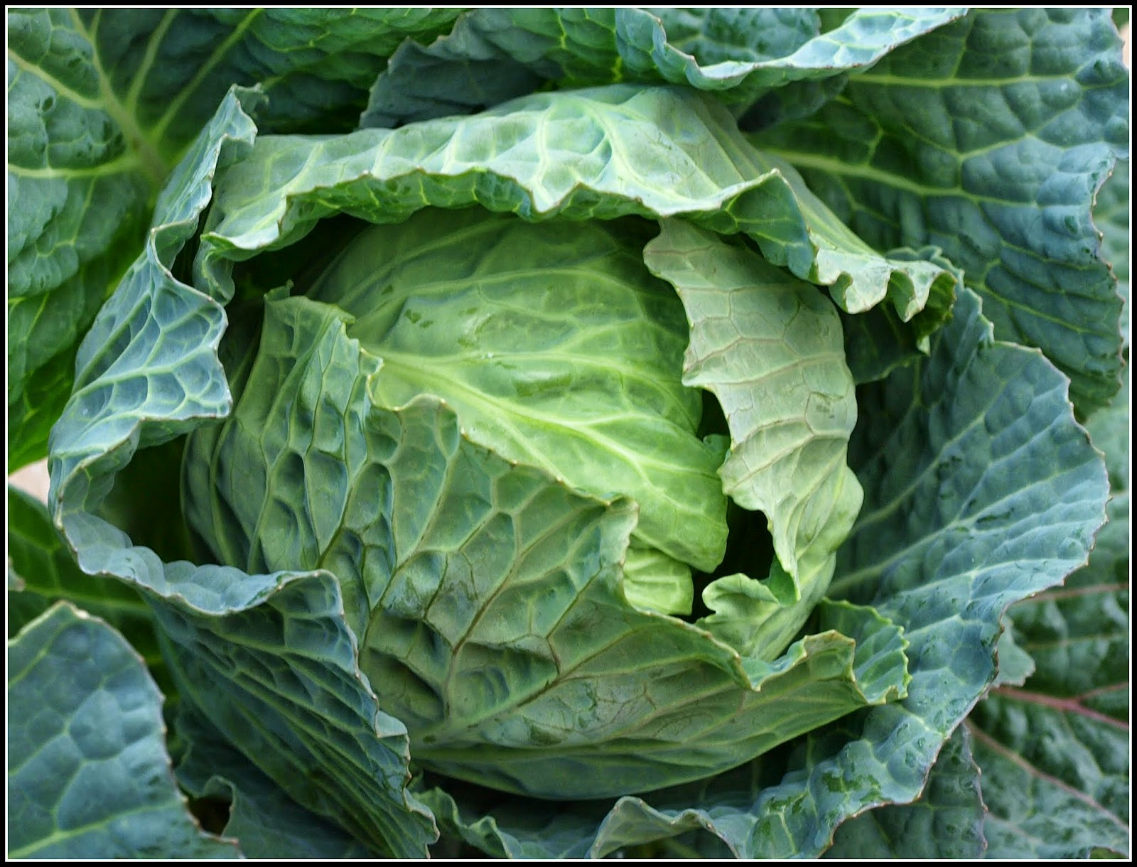 Mark's Veg Plot Harvest Monday 30 March 2015