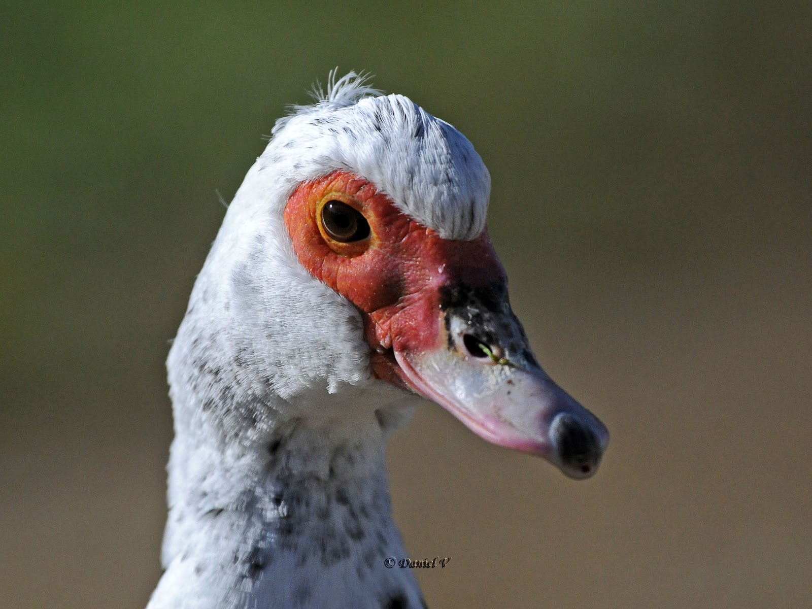 Les oiseaux du 27 Canard de barbarie, Cairina moschata Les oiseaux du 27 Canard de barbarie, Cairina moschata