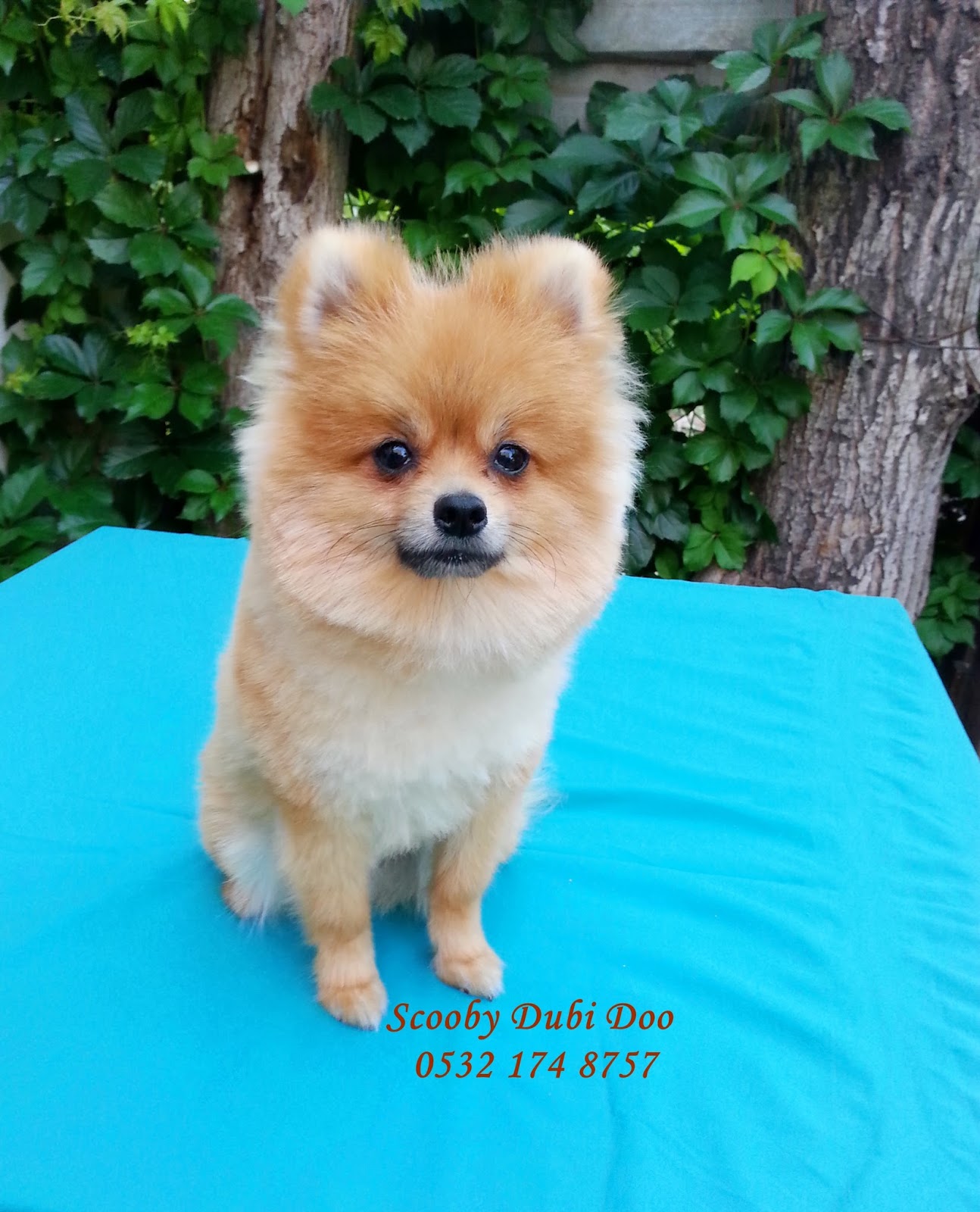 Scoobypetlife Scooby Dubi Doo Pomeranian Boo Satilik Yavrusu 0532 174 8757