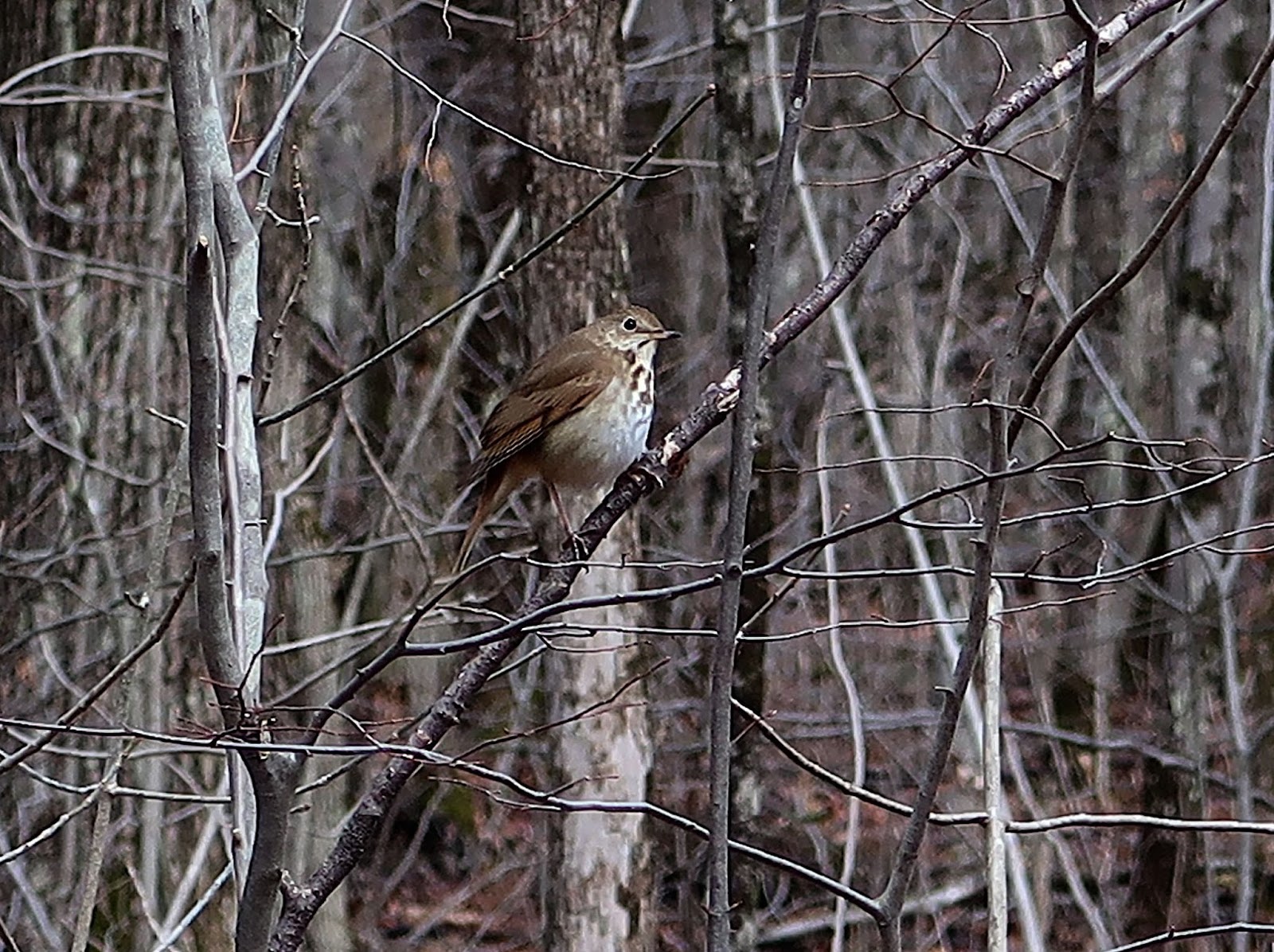 Saratoga woods and waterways