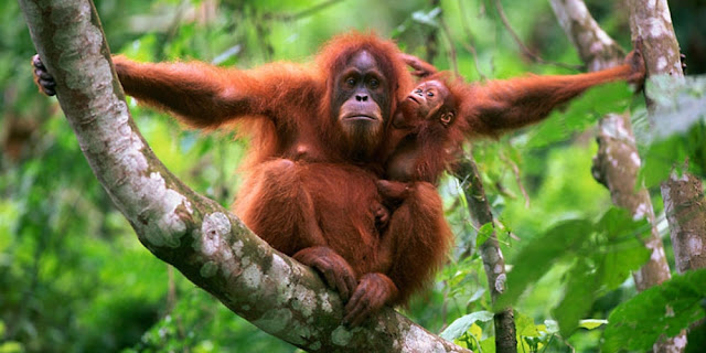Gambar Orang Utan Gambar Orang Utan