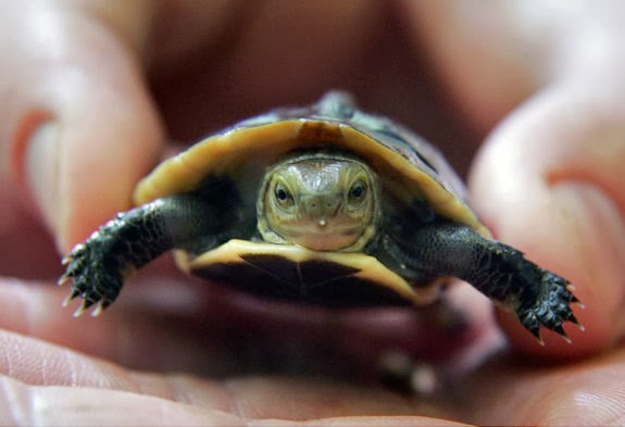 Rules of the Jungle: Best Pics of Turtles