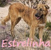 http://mafranimal.blogspot.pt/2014/02/estrelinha-para-adopcao-responsavel.html