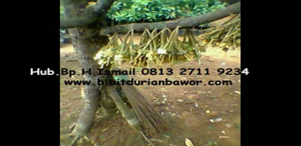 bibit durian bawor bibit durian bhineka bawor durian bibit durian bawor bibit durian bhineka bawor durian