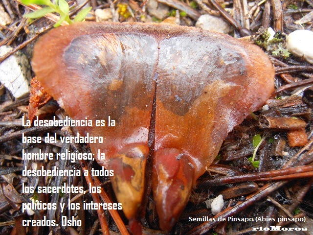 la desobediencia es la base del verdadero hombre religioso