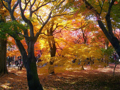 東福寺の紅葉〔絶景〕　黄金色に染まる三ツ葉楓