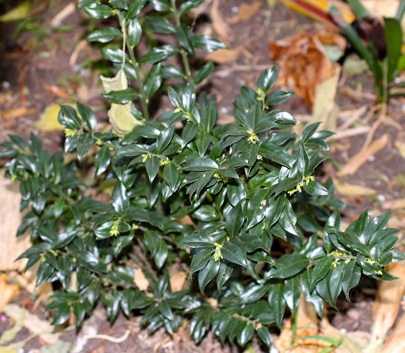 Florez Nursery: Sarcococca confusa, Sweet Box