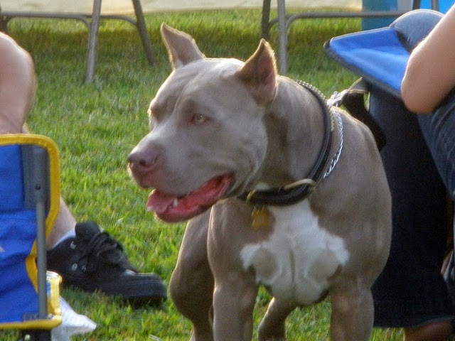 Pit Bulls