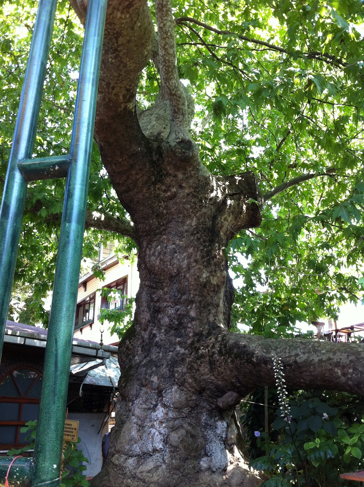 modarella Haziran 2012