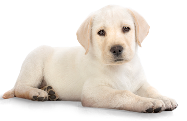 Bem Fácil PNG : Cachorros Png