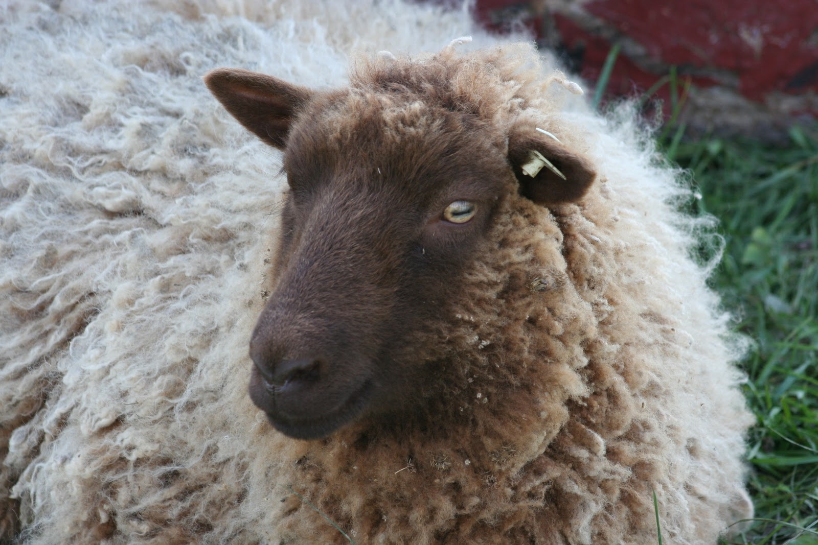 Mapleton Farm Sales List Sheep for Sale