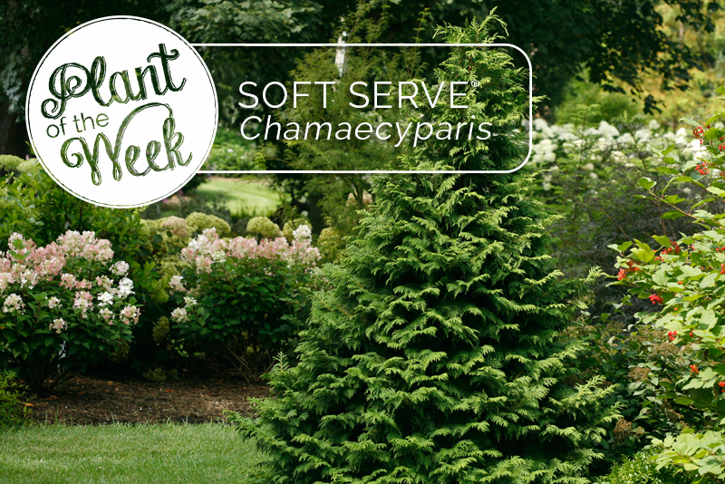 Proven Winners® ColorChoice® Plant of the Week Plant of the Week Soft