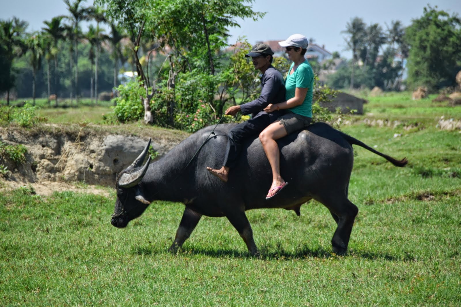 Fork It, Let's Travel!: Riding a Water Buffalo